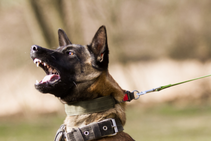 Big aggressive dog on a lead