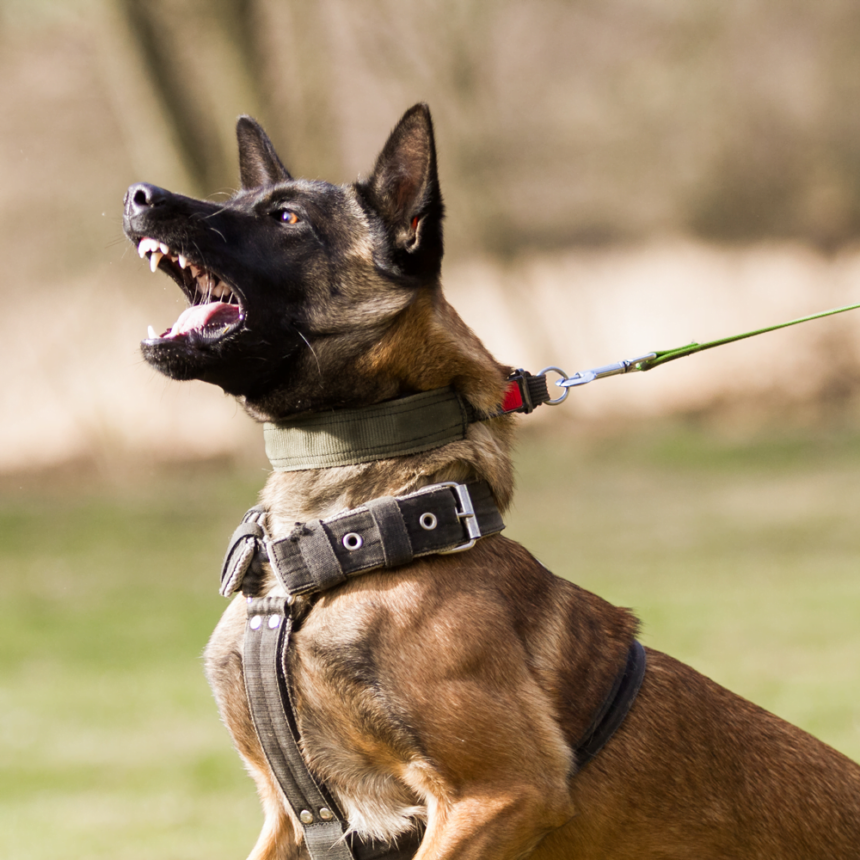 Big aggressive dog on a lead