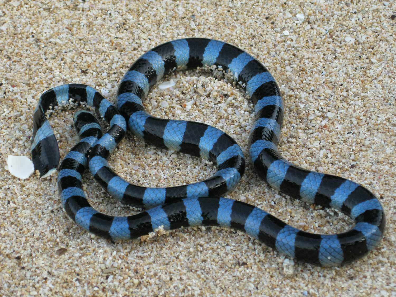 Blue Krait