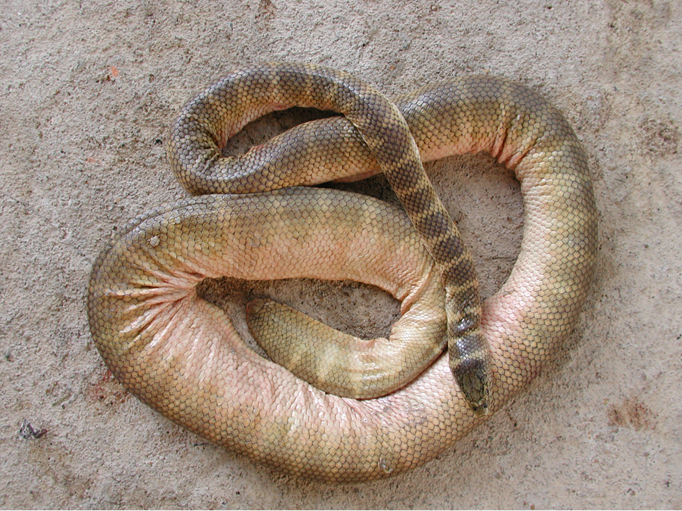 Hydrophis belcheri