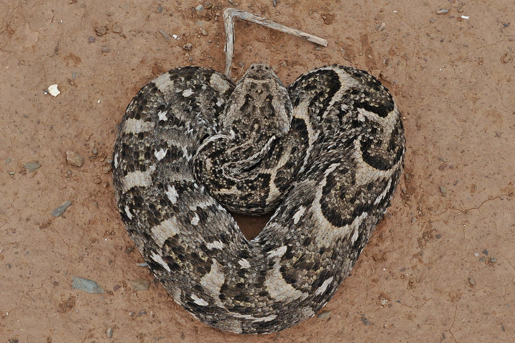 Puff Adder