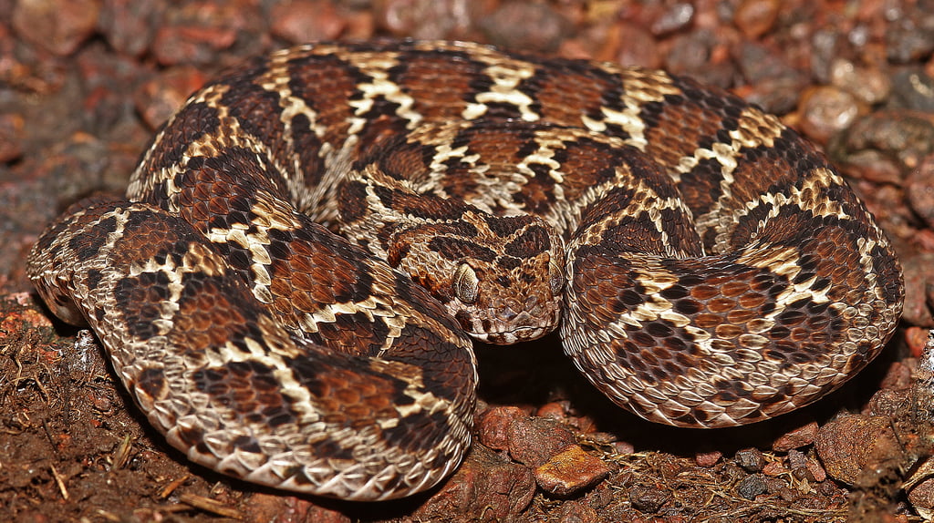 Saw Scaled Viper