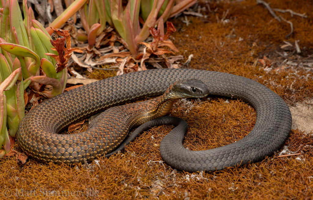 Tiger Snake