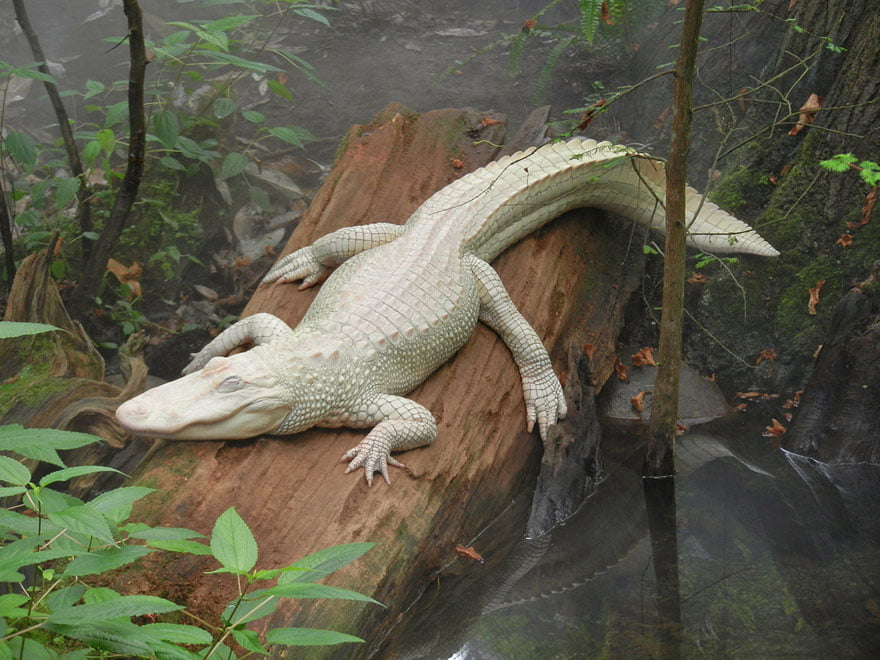 alligator white