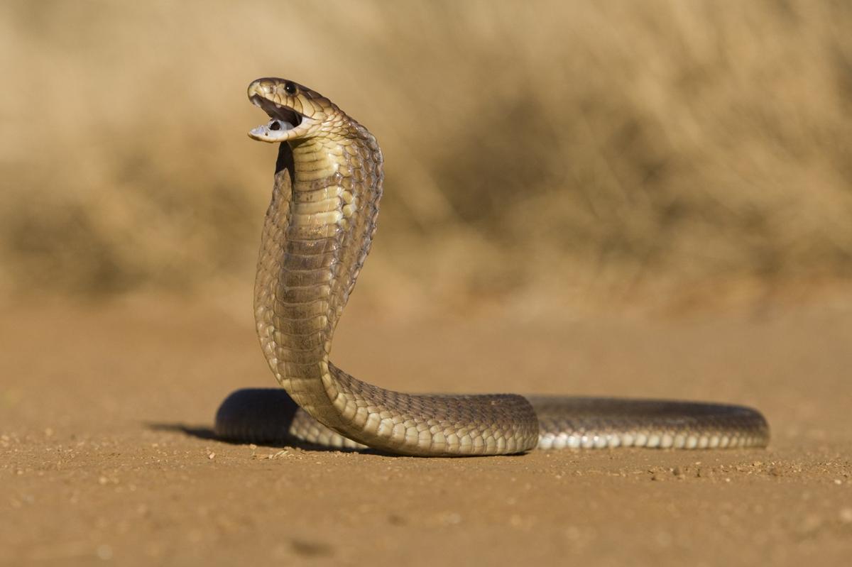 cobra snake