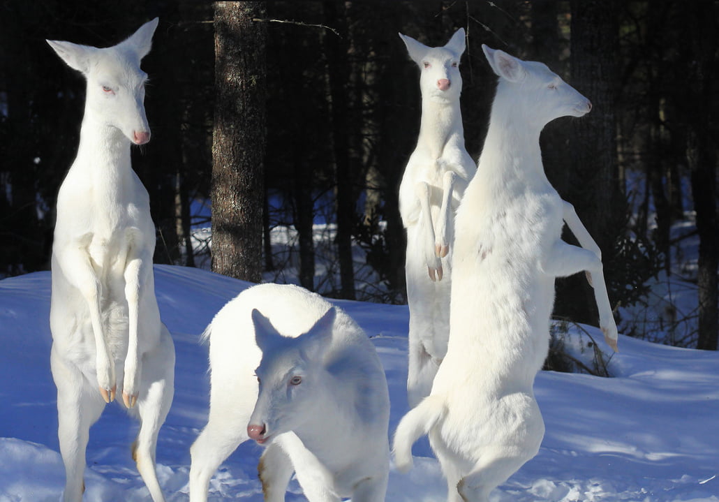 deer family