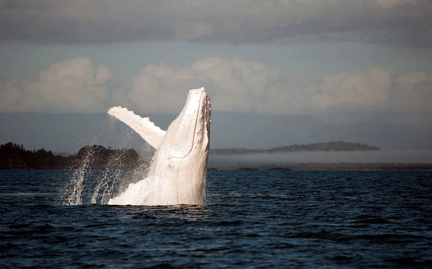 humpback white