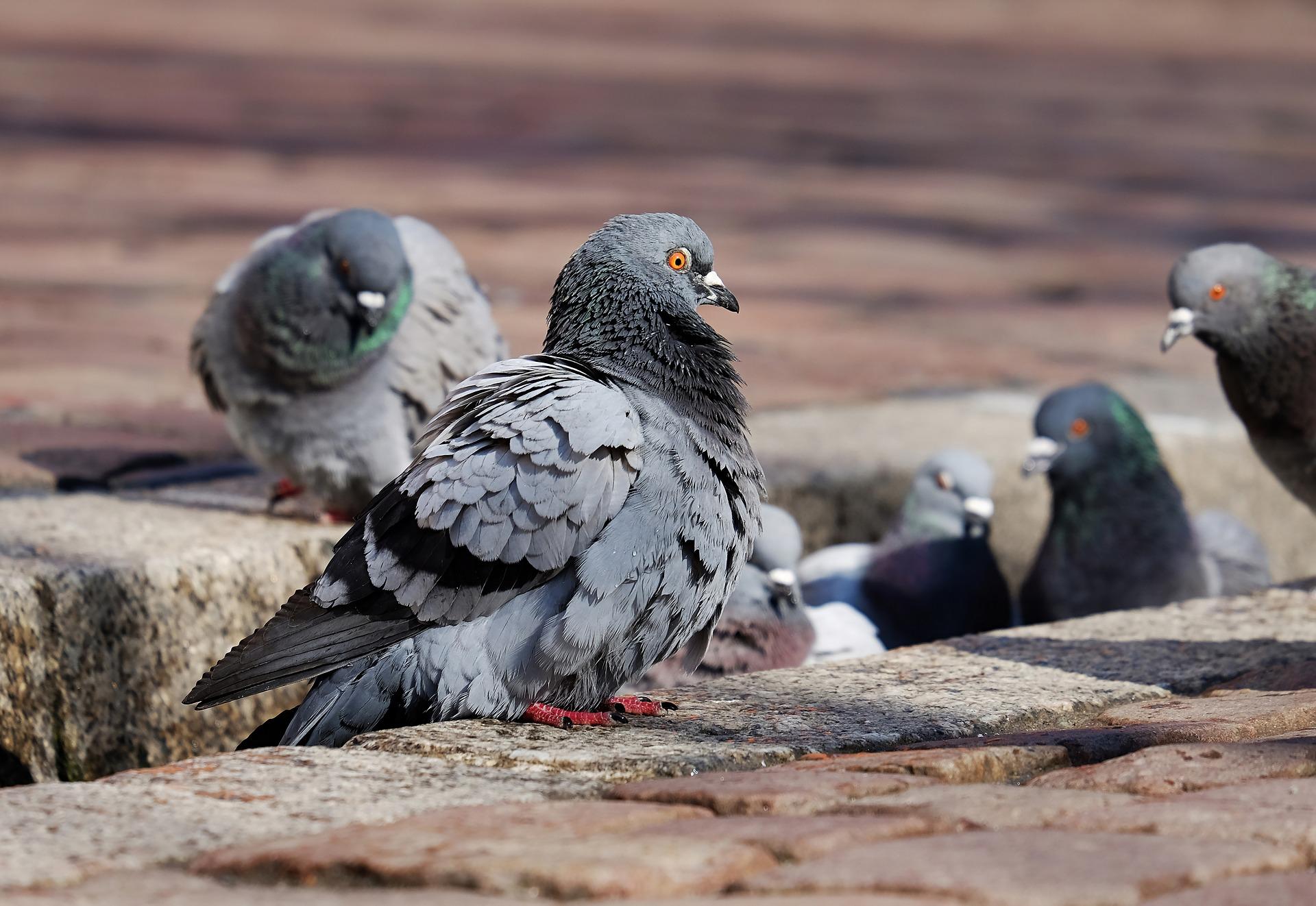 pigeons