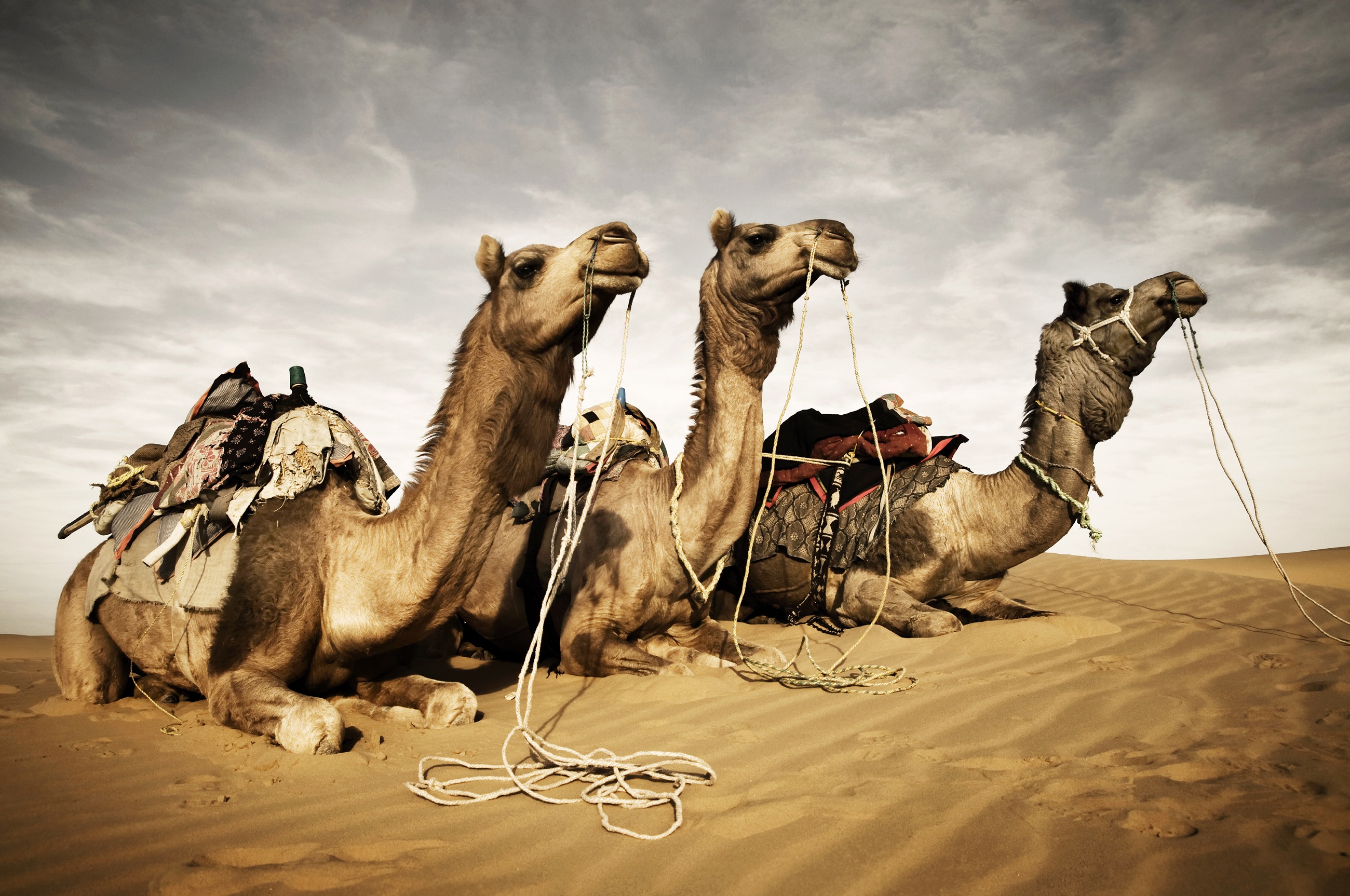 5 Camels Resting at Thar Desert Jaisalmer