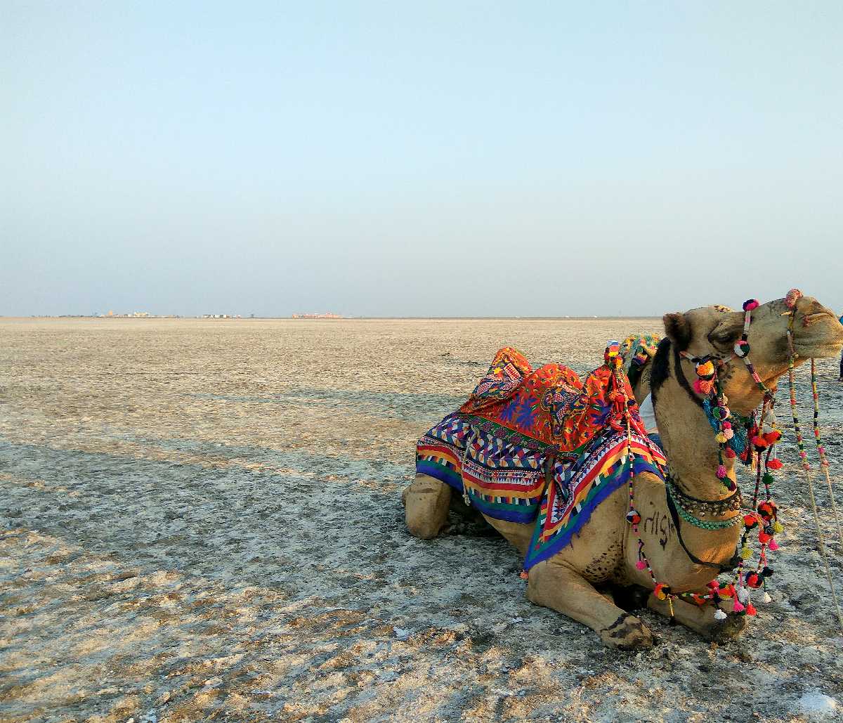 Great Rann of Kutch 20180205161526