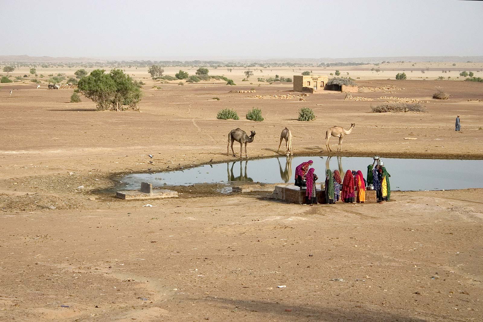 Thar Desert India Rajasthan