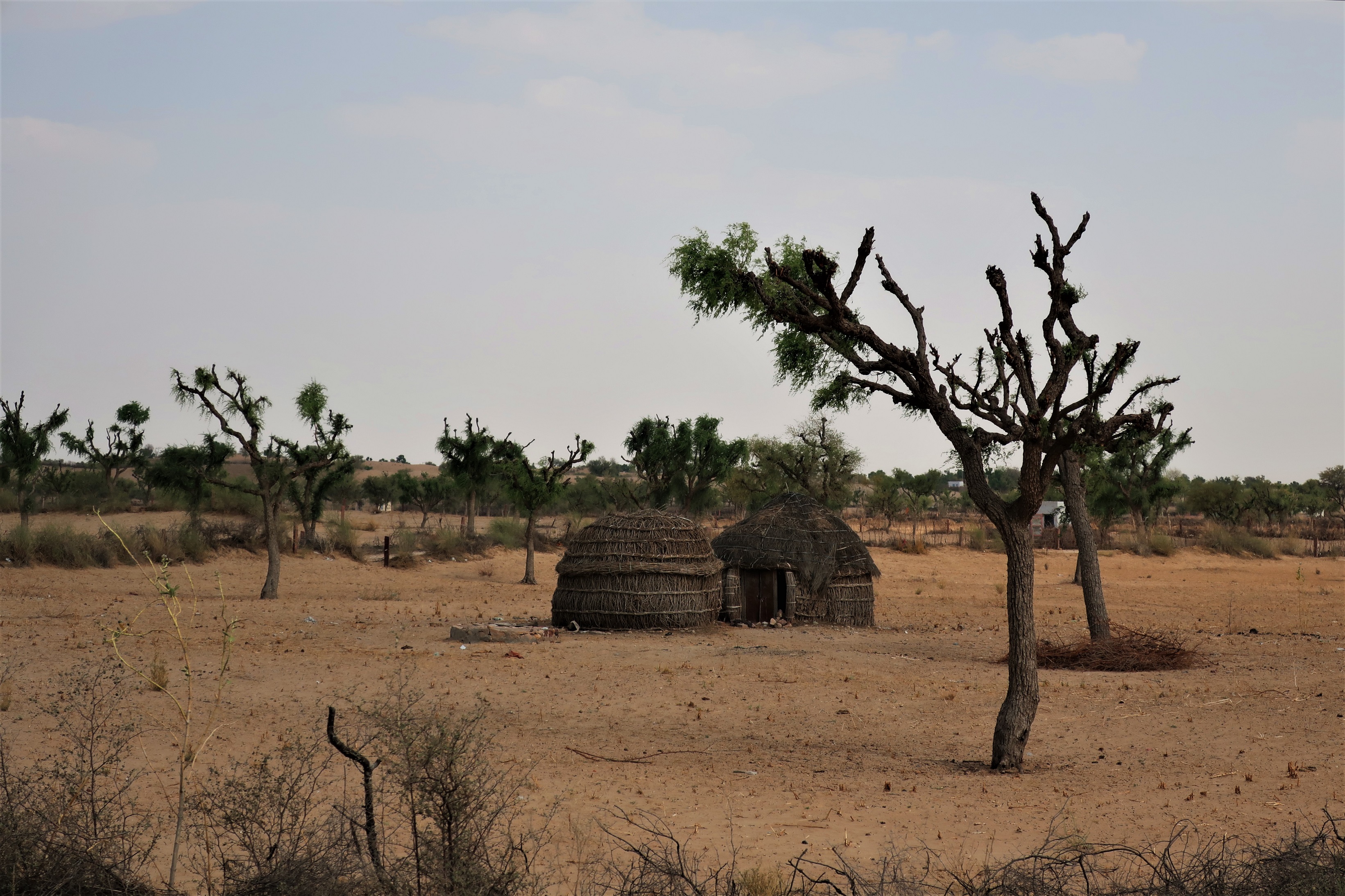 thar desert