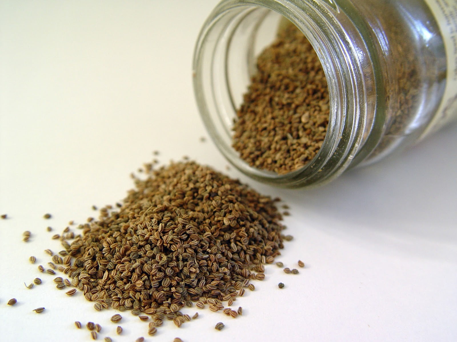 Celery seed 1