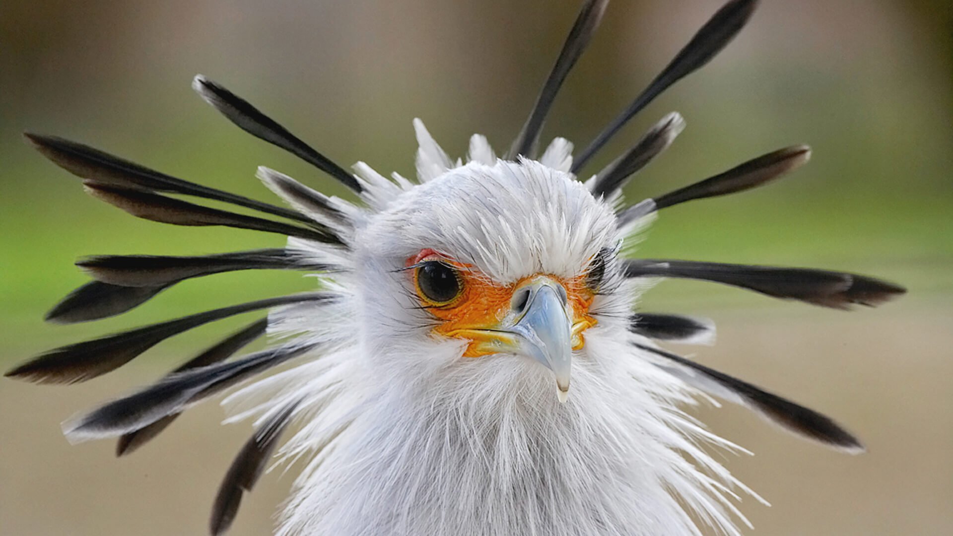 animals hero secretary bird