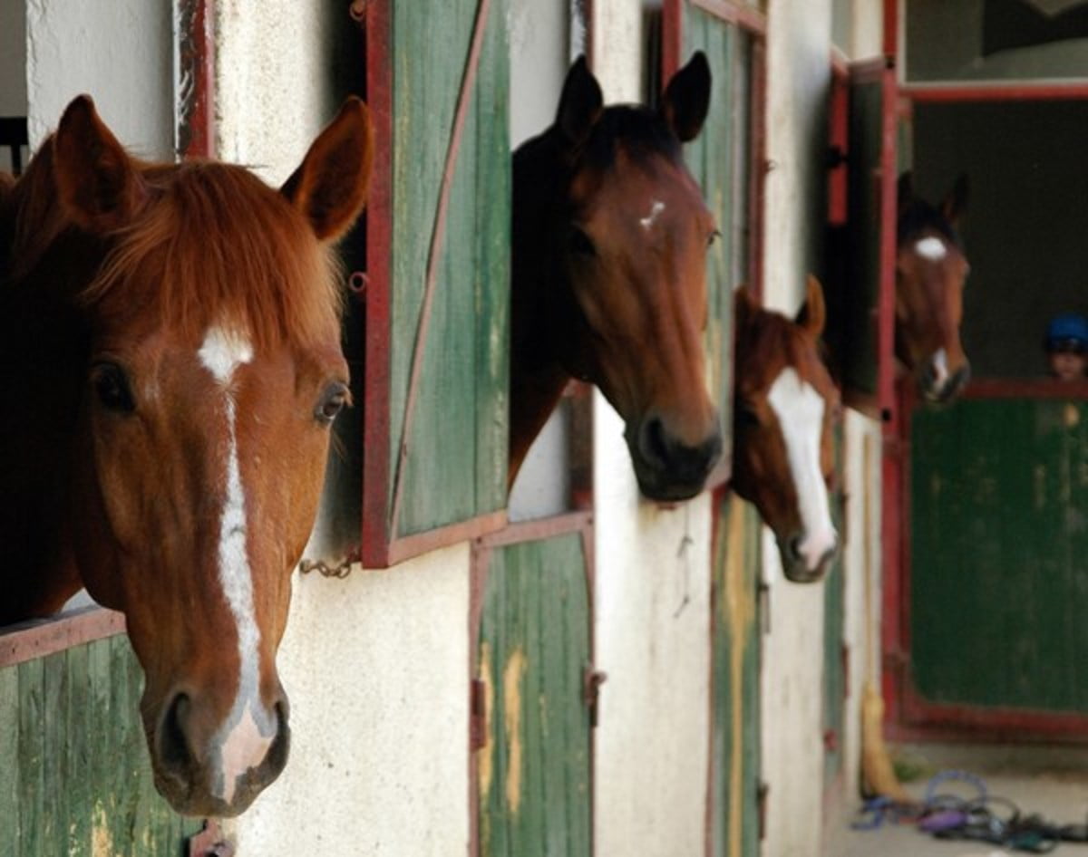 horse heads barn aisle 1500