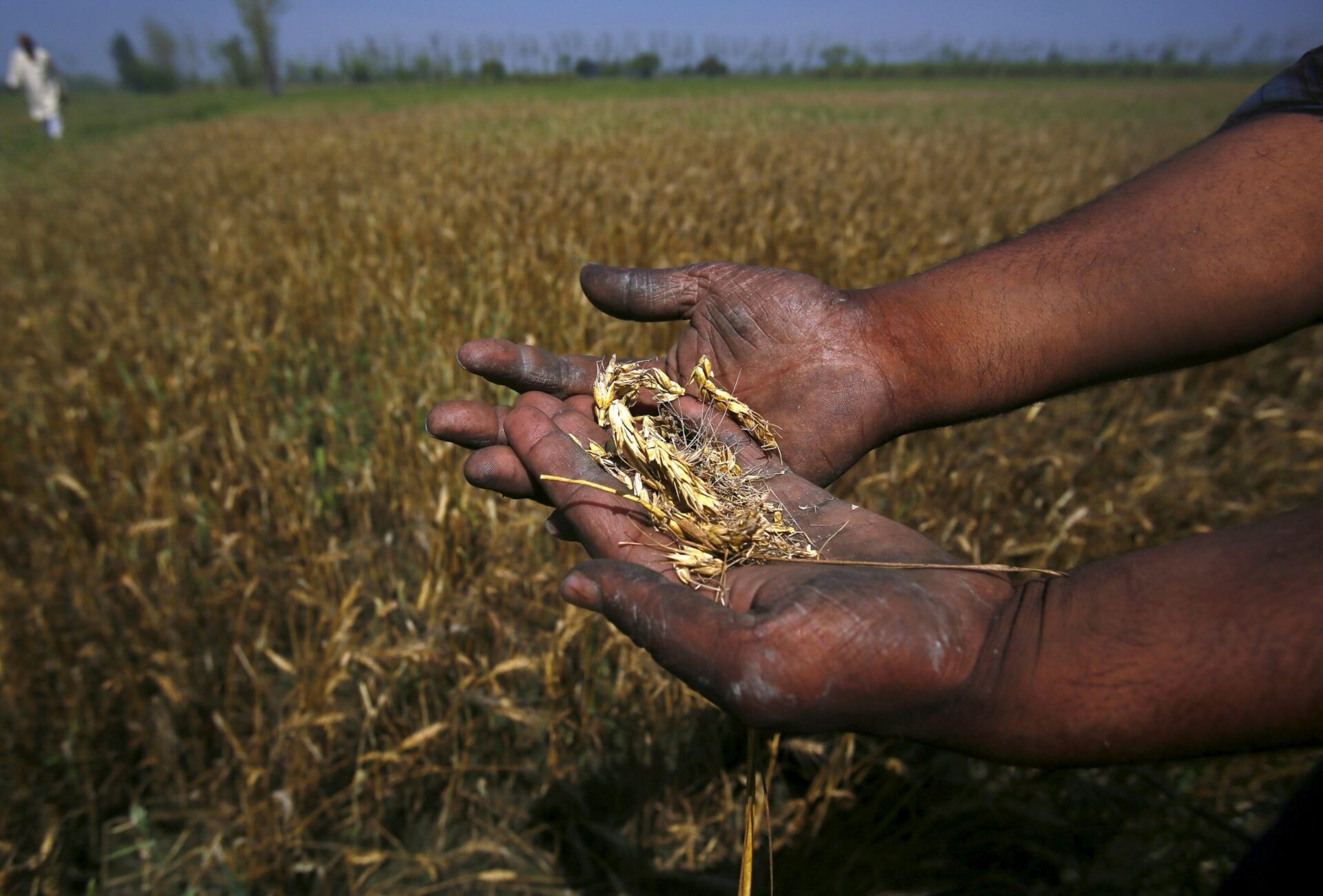 indiafarmcropsweather scaled