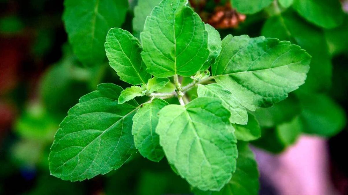 tulsi