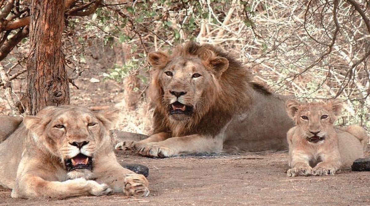 Gir National Park