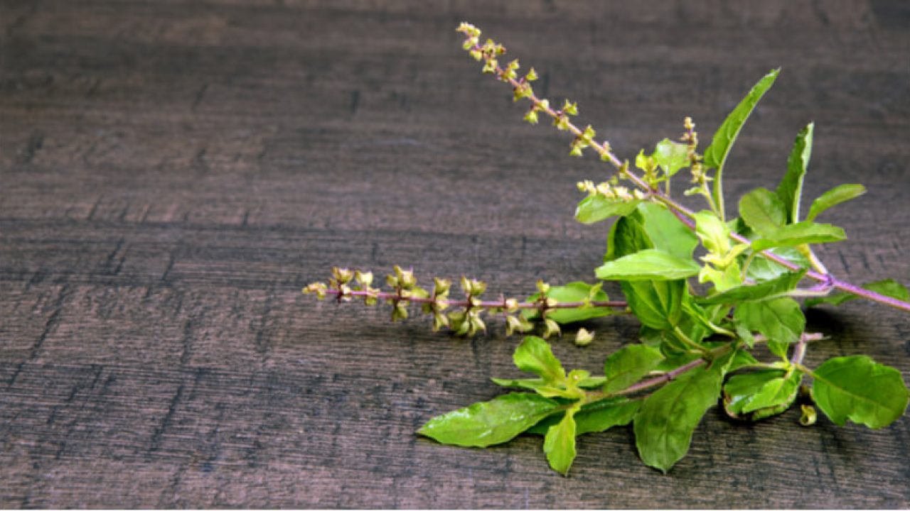 Health Benefits of tulsi 1280x720 1