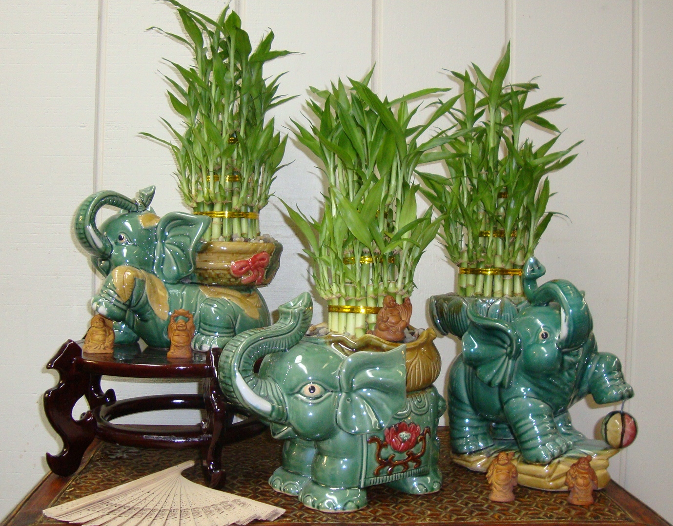 Lucky Bamboo Stein Your Florist Co. 08