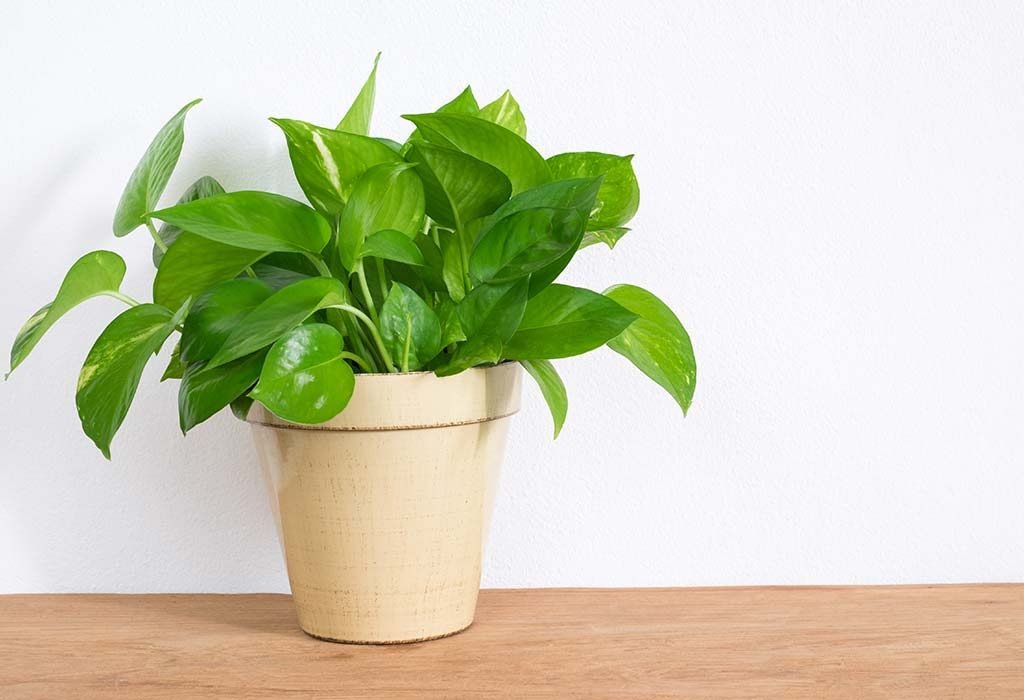 b money plant