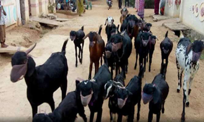 goats on mask