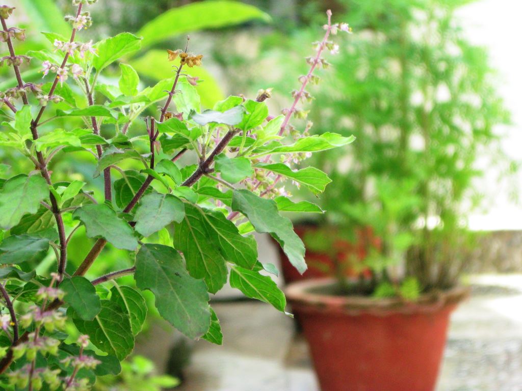 holyness of tulsi classiblogger