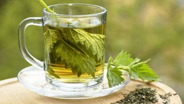 nettle tea