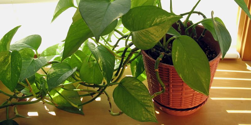 vastu tips money plant