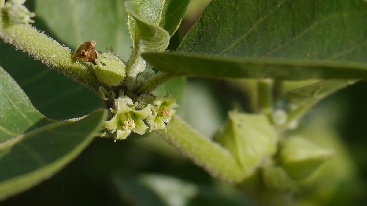 Ashwagandha flower