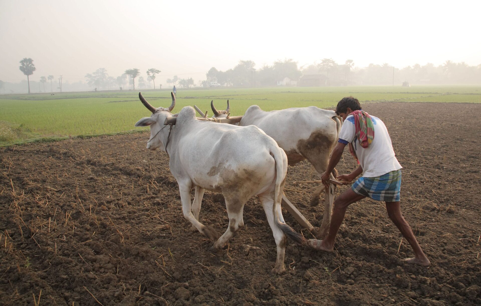 Ploughing with cattle in West Bengal scaled