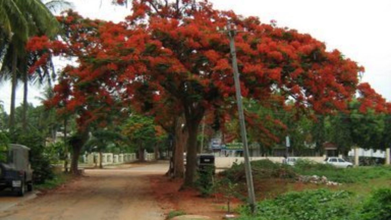 gardening gulmohar1 1280x720 1