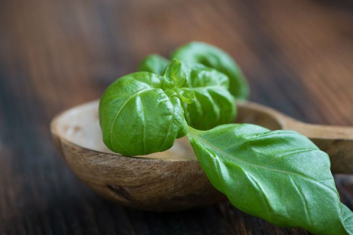 basil 18 122 1 700x466 1