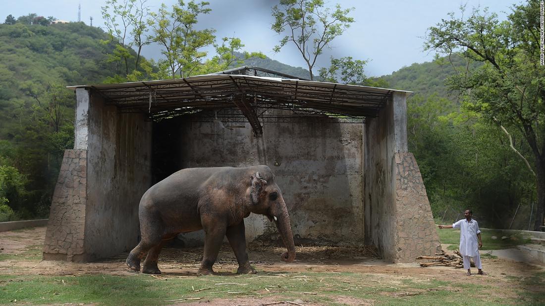 201129194805 01 cher pakistan elephant intl hnk super 169