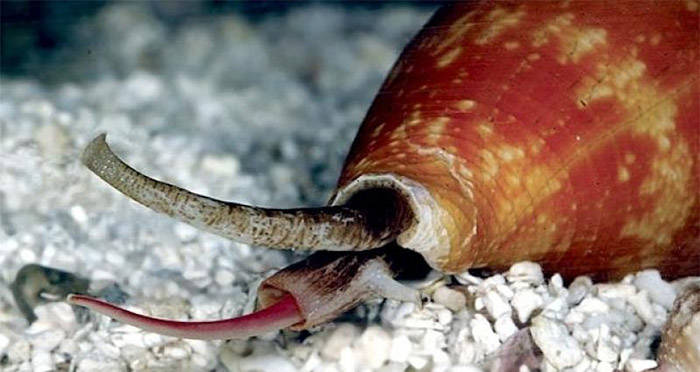 cone snail close og