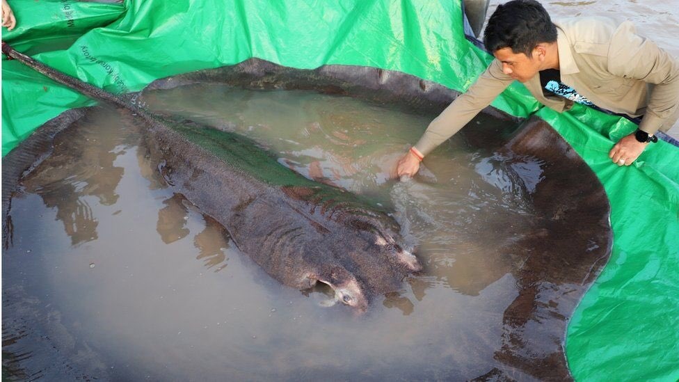 The world's largest fish found here! Surprise to know the size