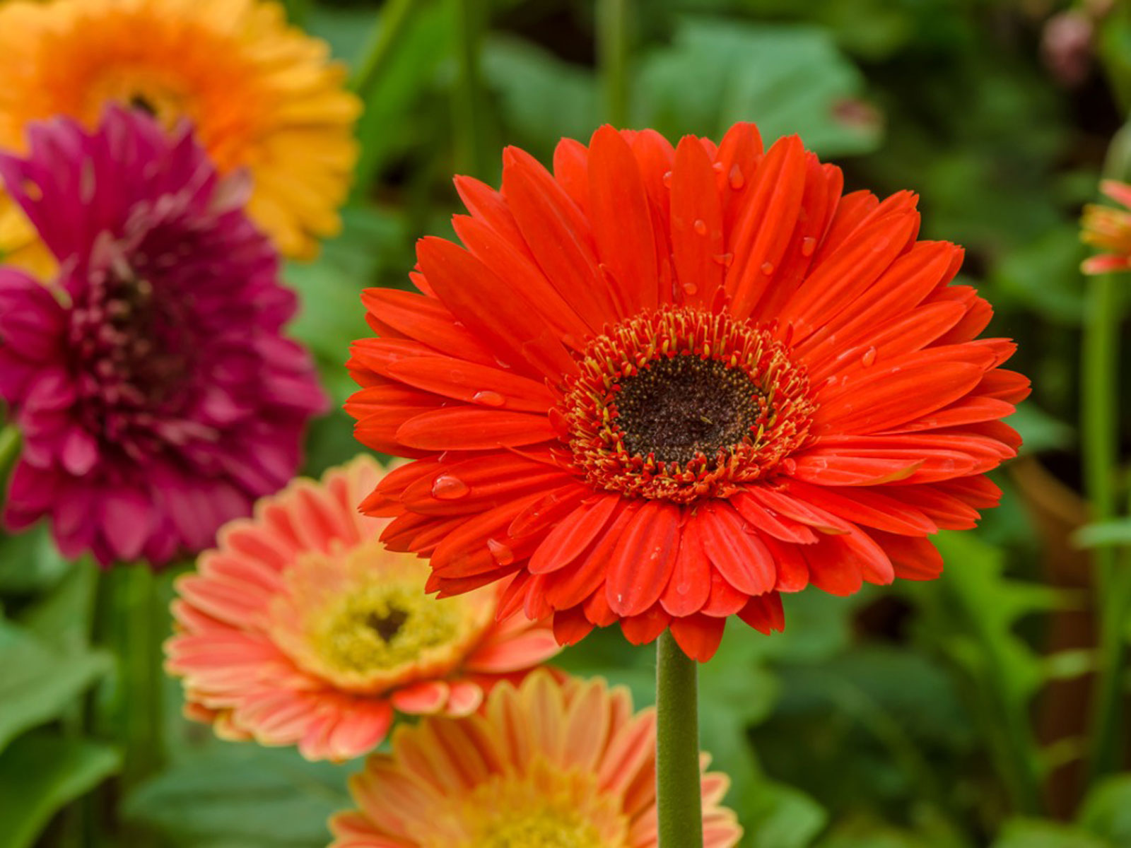 gerbera