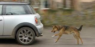 Why do dogs run after a moving vehicle? Find out the reason