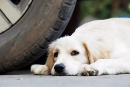 Why do dogs run after a moving vehicle? Find out the reason