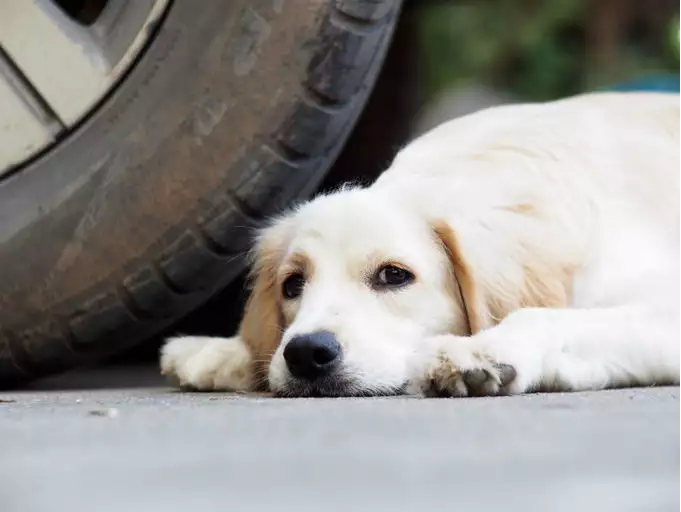 Why do dogs run after a moving vehicle? Find out the reason