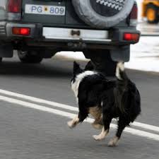 Why do dogs run after a moving vehicle? Find out the reason