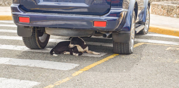 Why do dogs run after a moving vehicle? Find out the reason