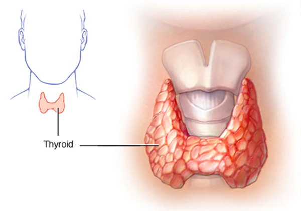 Thyroid Gland.webp