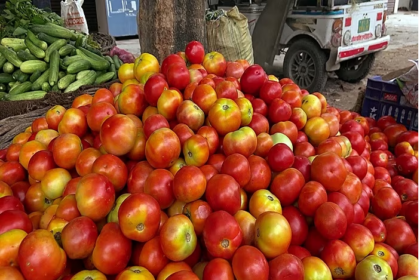 tamatar