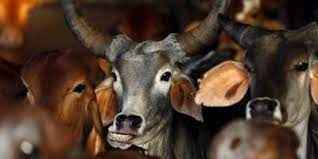 Govt to declare cow as national animal સરકાર ગાયને રાષ્ટ્રીય