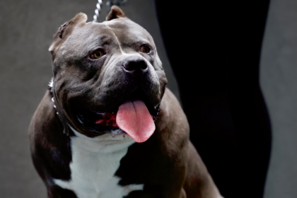 american xl bully