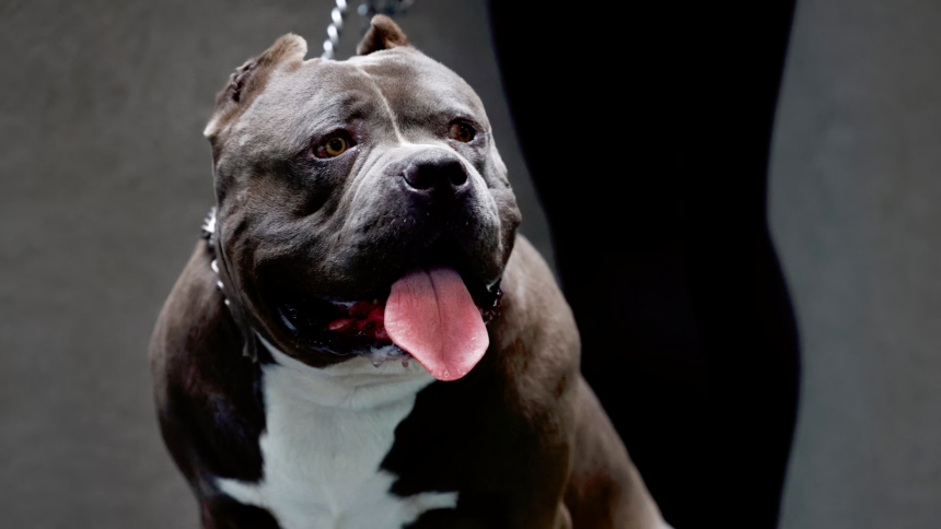 american xl bully