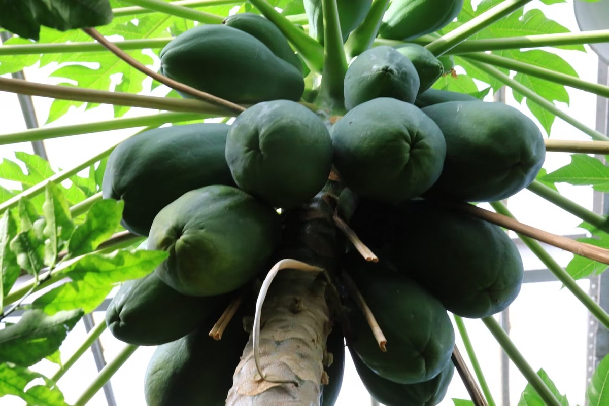 RAW PAPAYA.1