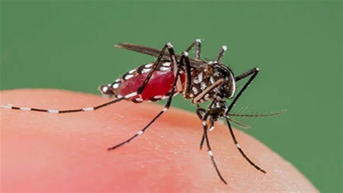1715833457 36 National Dengue Day 2024 સતત ઉલ્ટી અને હાથ પગ પર ફોલ્લીઓ