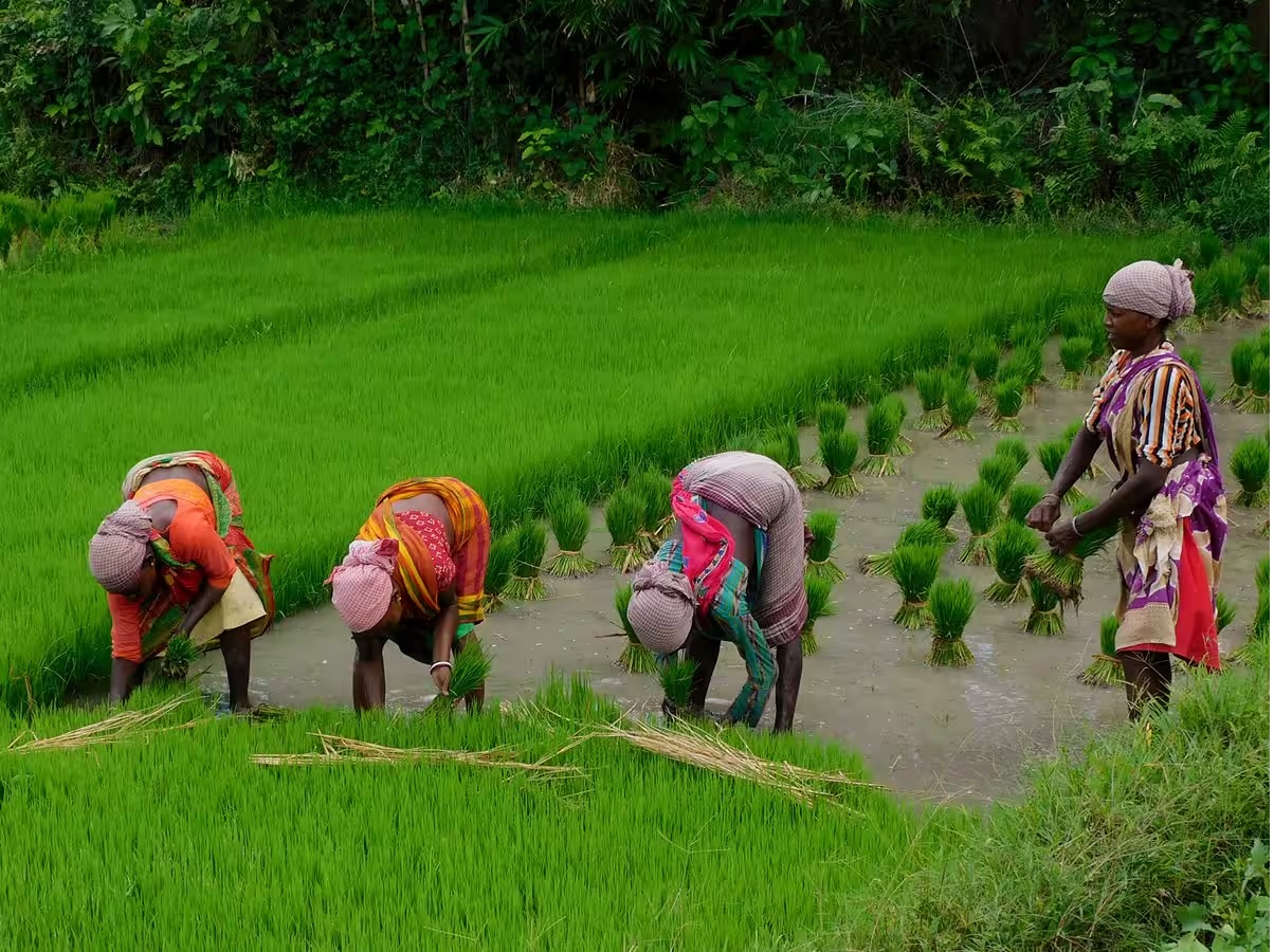 Farmers